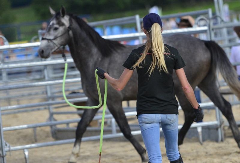 Talent Of The Horse: Groundwork Courses
