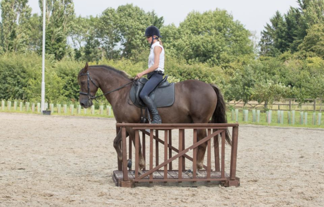 Talent Of The Horse - Obstacle Clinics